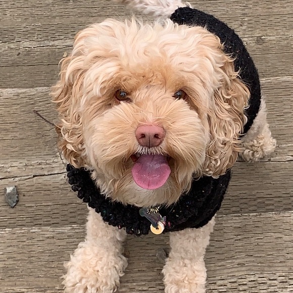 Meet your Posher, Pixie - Picture 1 of 1